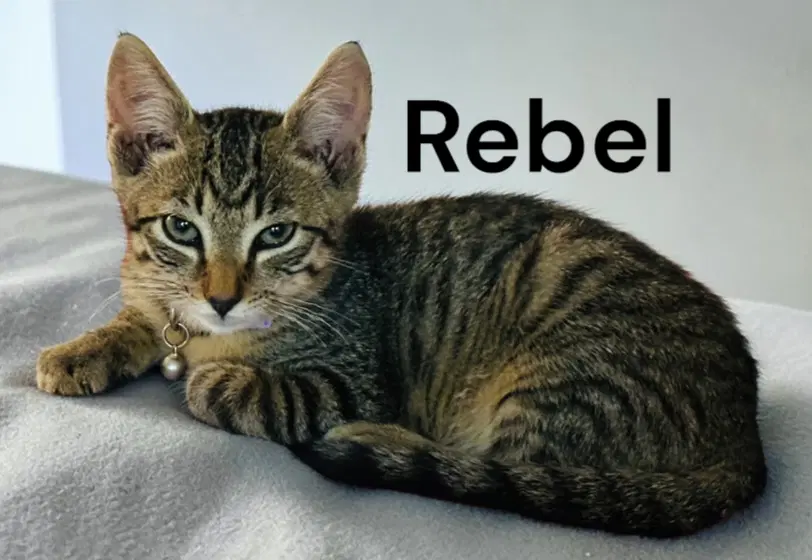 Rebel - Tabby