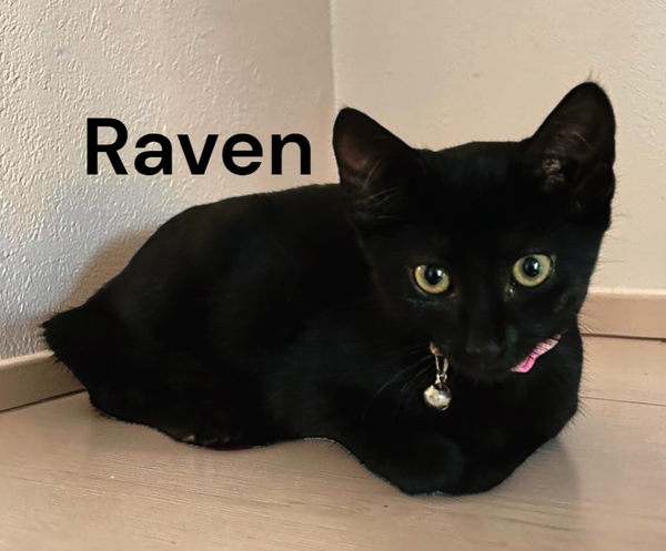 Raven