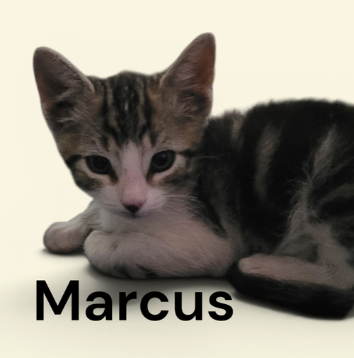 Marcus