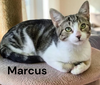 Marcus