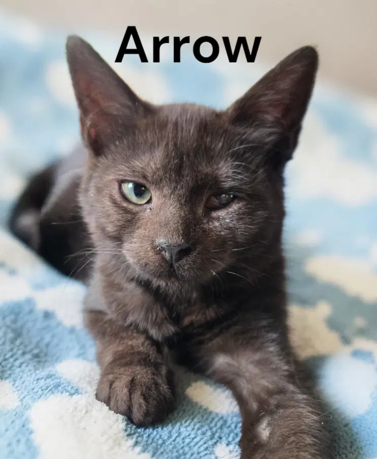 Arrow - Domestic Short Hair