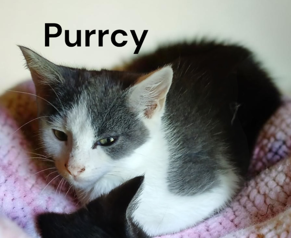 Purrcy