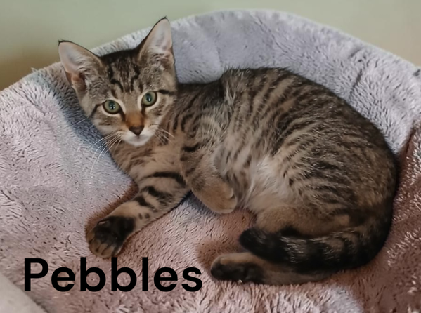 Pebbles