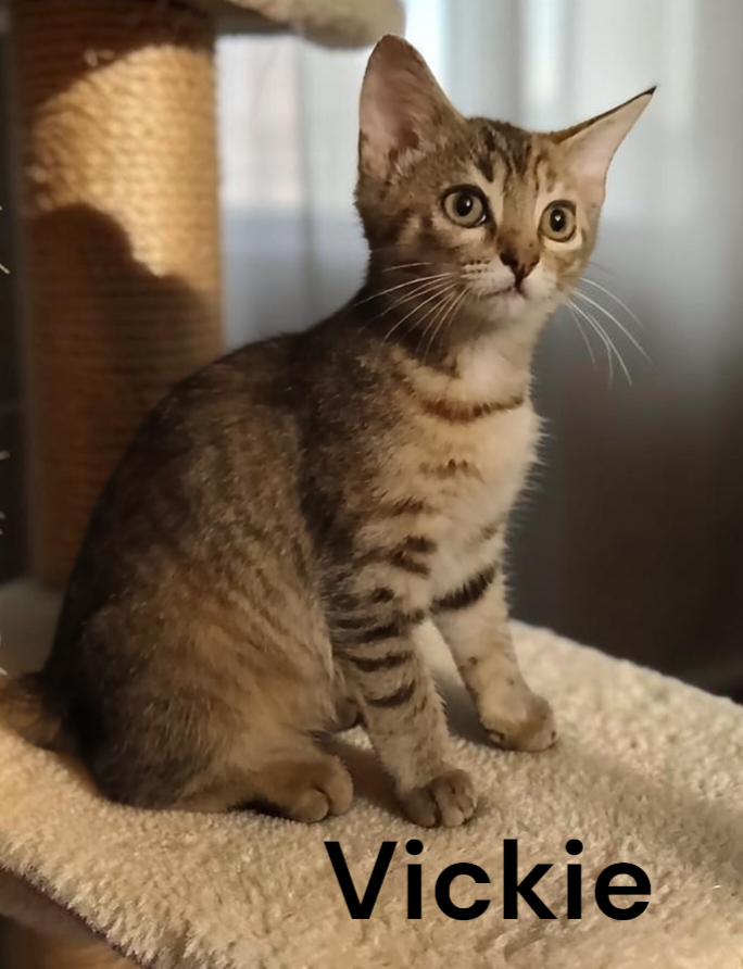 Vickie, Tabby