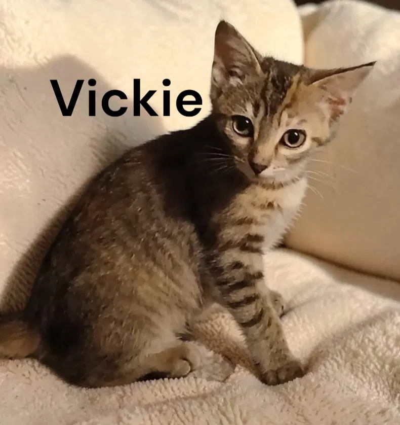 Vickie image 2