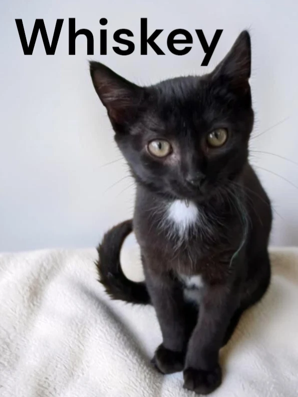 Whiskey