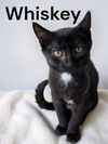 Whiskey
