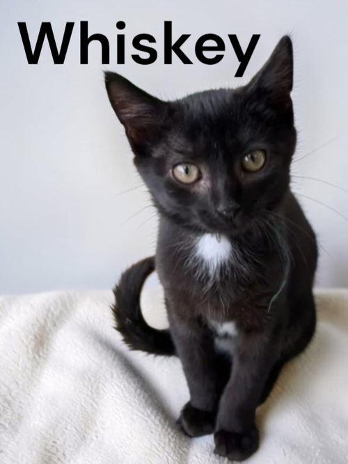 Whiskey, a cat for adoption from Garfield's Rescue, Inc.