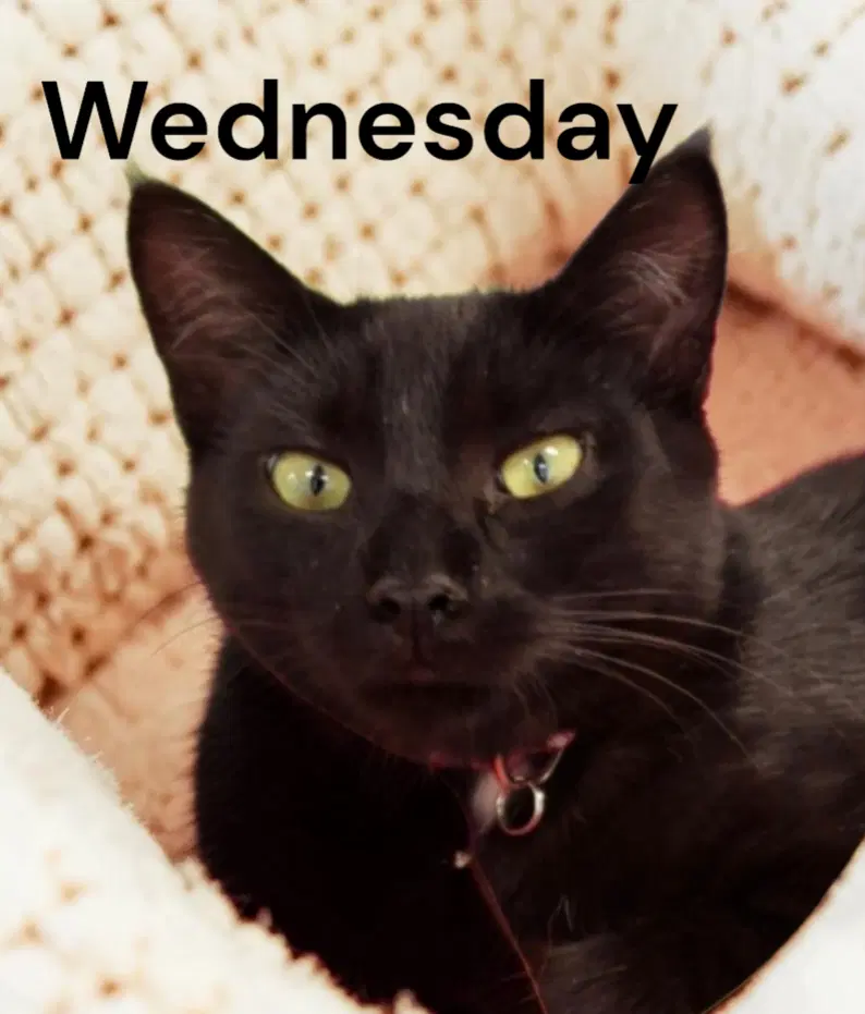 Wednesday - Domestic Short Hair