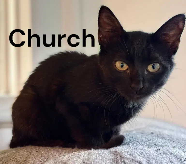 Church - Domestic Short Hair