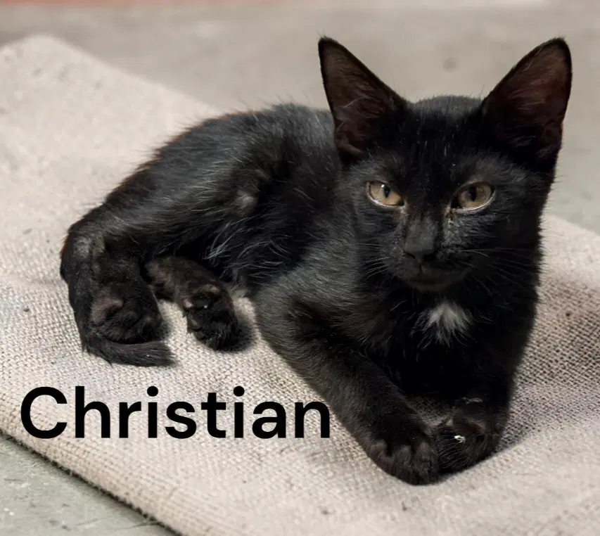 Christian - Domestic Short Hair