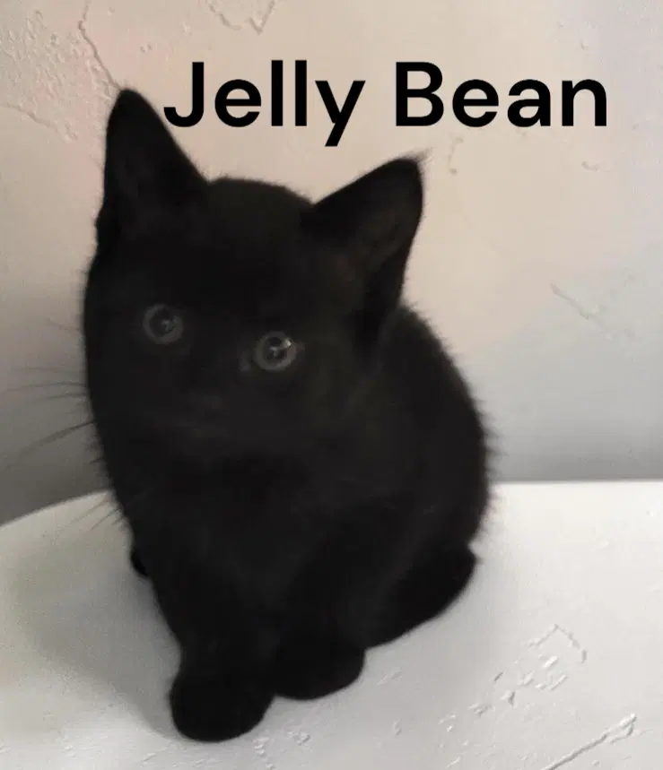 Jelly Bean image 2