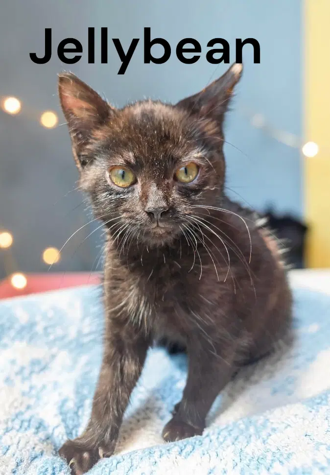 Jelly Bean - Domestic Short Hair