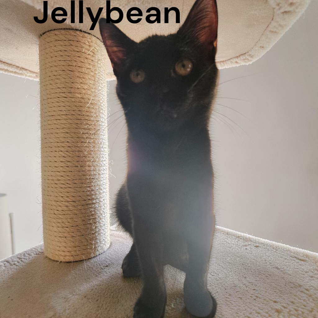 Jelly Bean