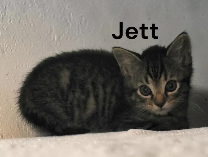 Jett image 2