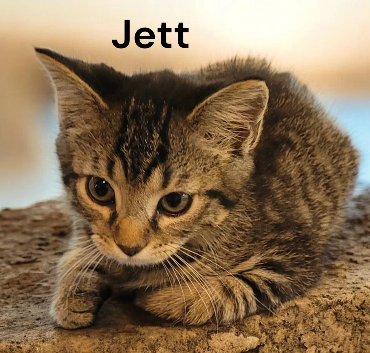 Jett