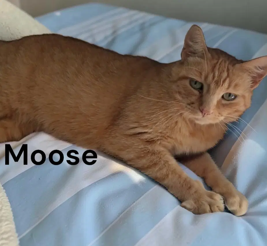 Moose - Tabby