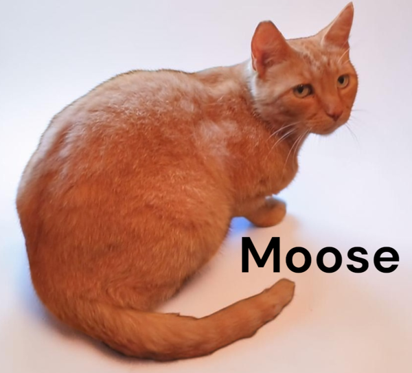 Moose