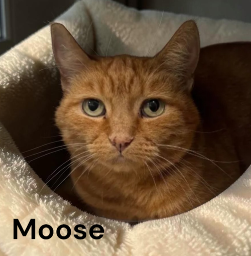 Photo 2 of Moose