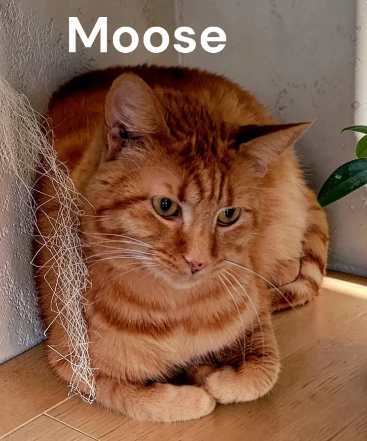 Moose - Tabby