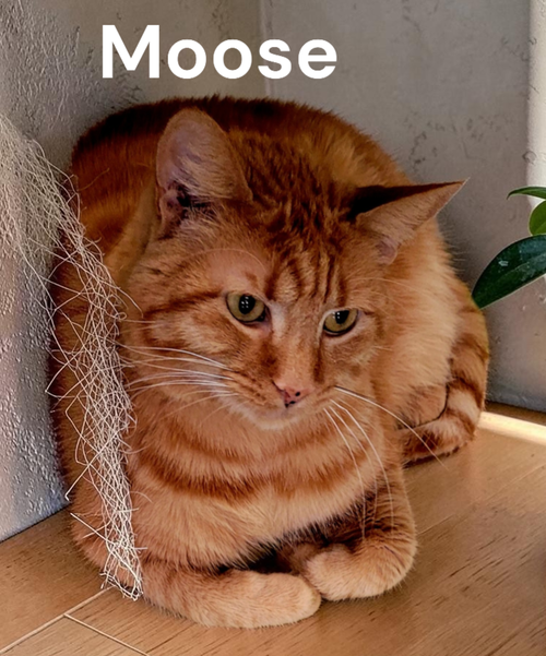 Moose, a cat for adoption from Garfield's Rescue, Inc.
