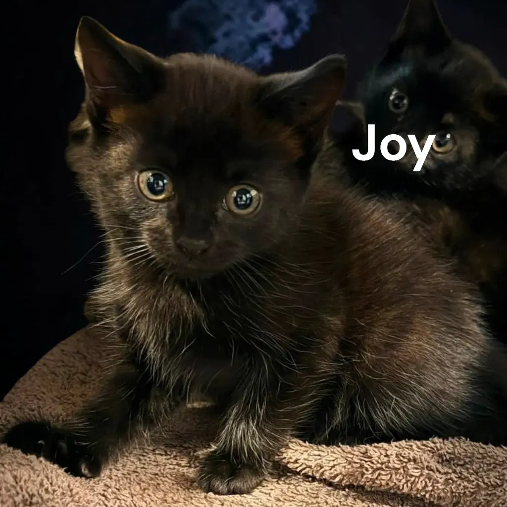 Joy image 2