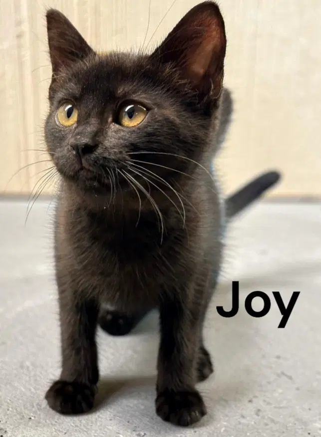 Joy - Domestic Short Hair