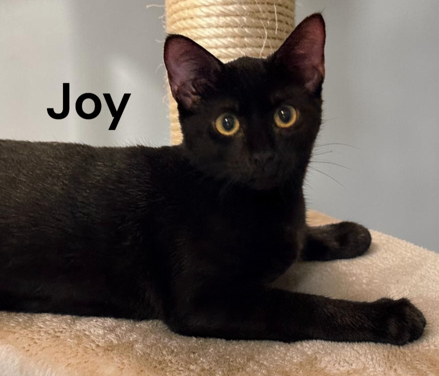 Joy