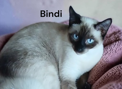 Photo 2 of Bindi
