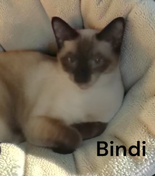 Bindi, a cat for adoption from Garfield's Rescue, Inc.