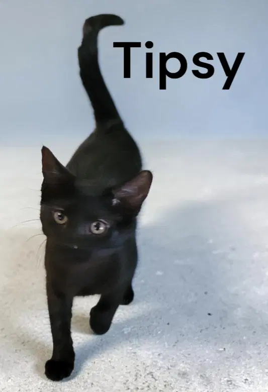 Tipsy - Domestic Short Hair