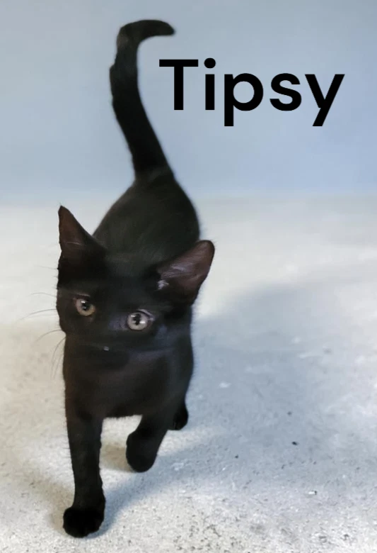 Tipsy