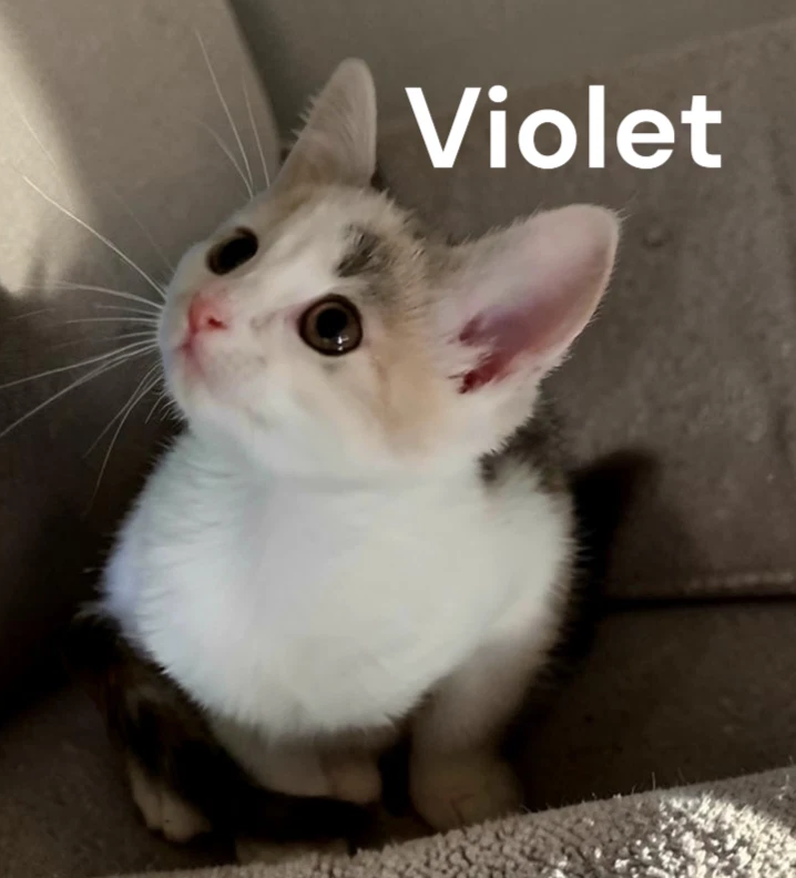 Violet