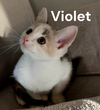 Violet