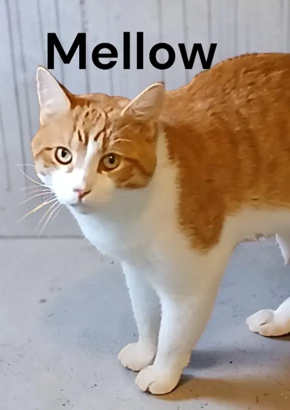 Mellow - Tabby