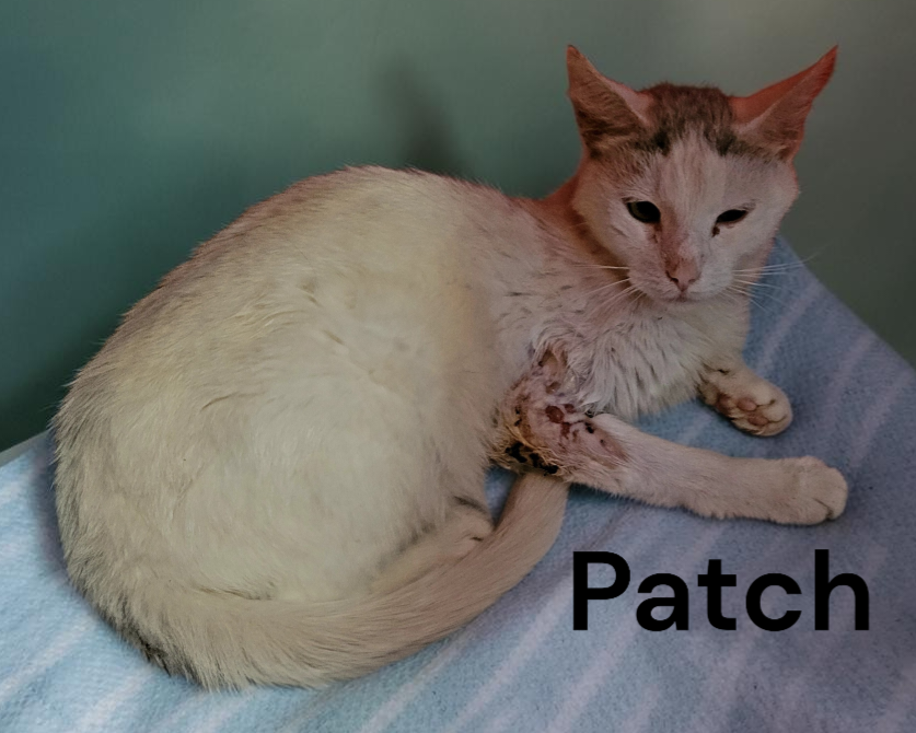 Patch, photo 7