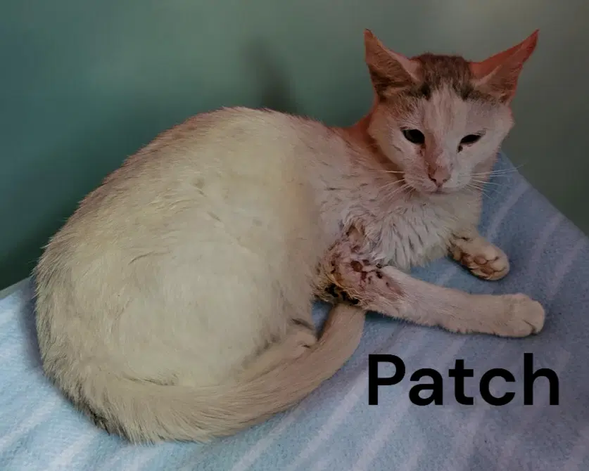 Patch image 4