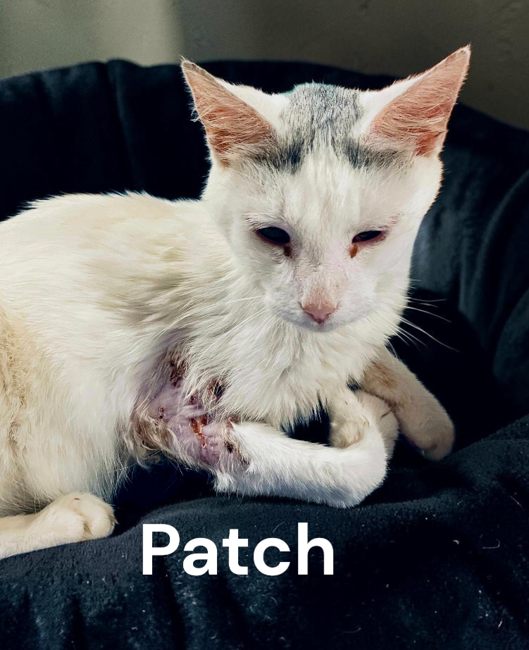Patch, photo 6