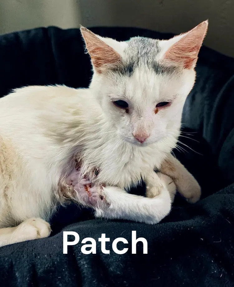 Patch image 3