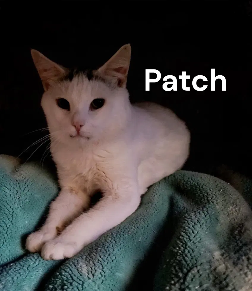 Patch - Domestic Short Hair