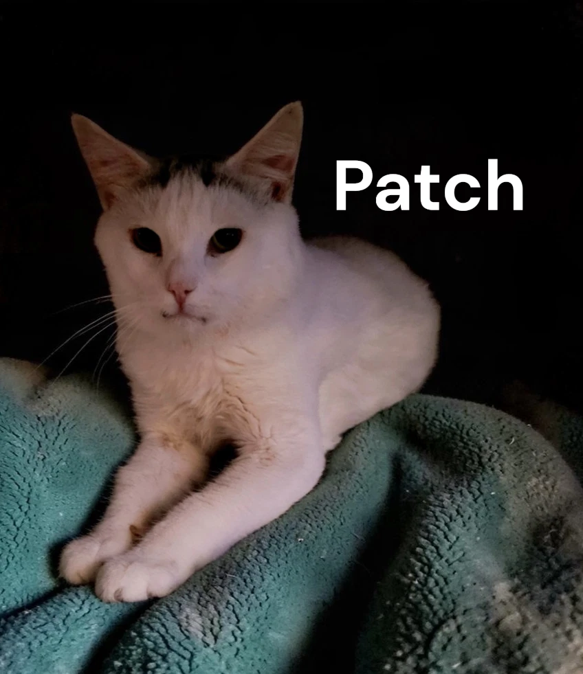 Patch