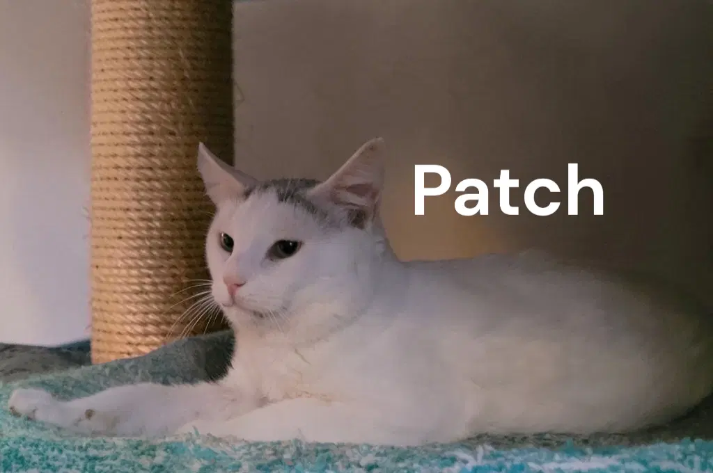 Patch image 2