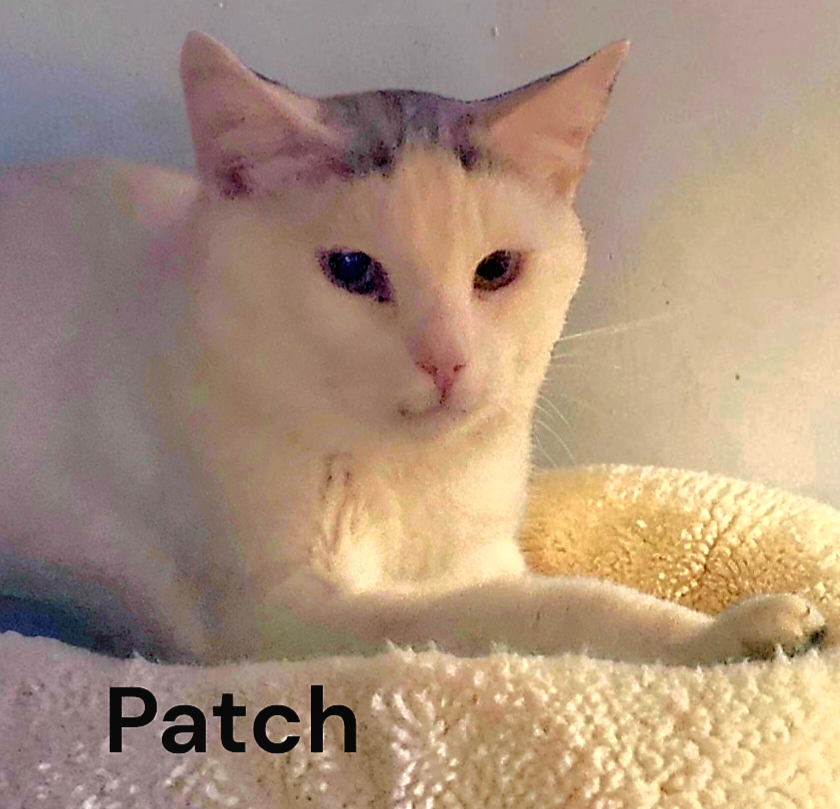 Patch