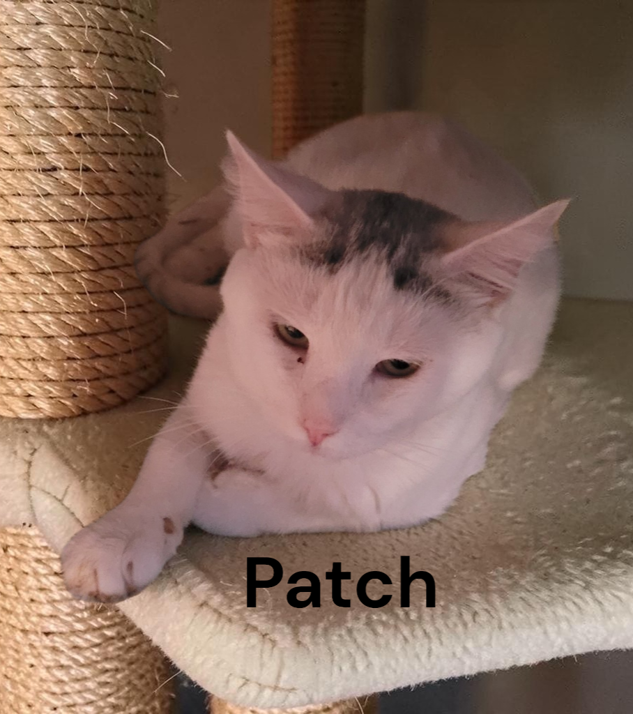 Patch, photo 4