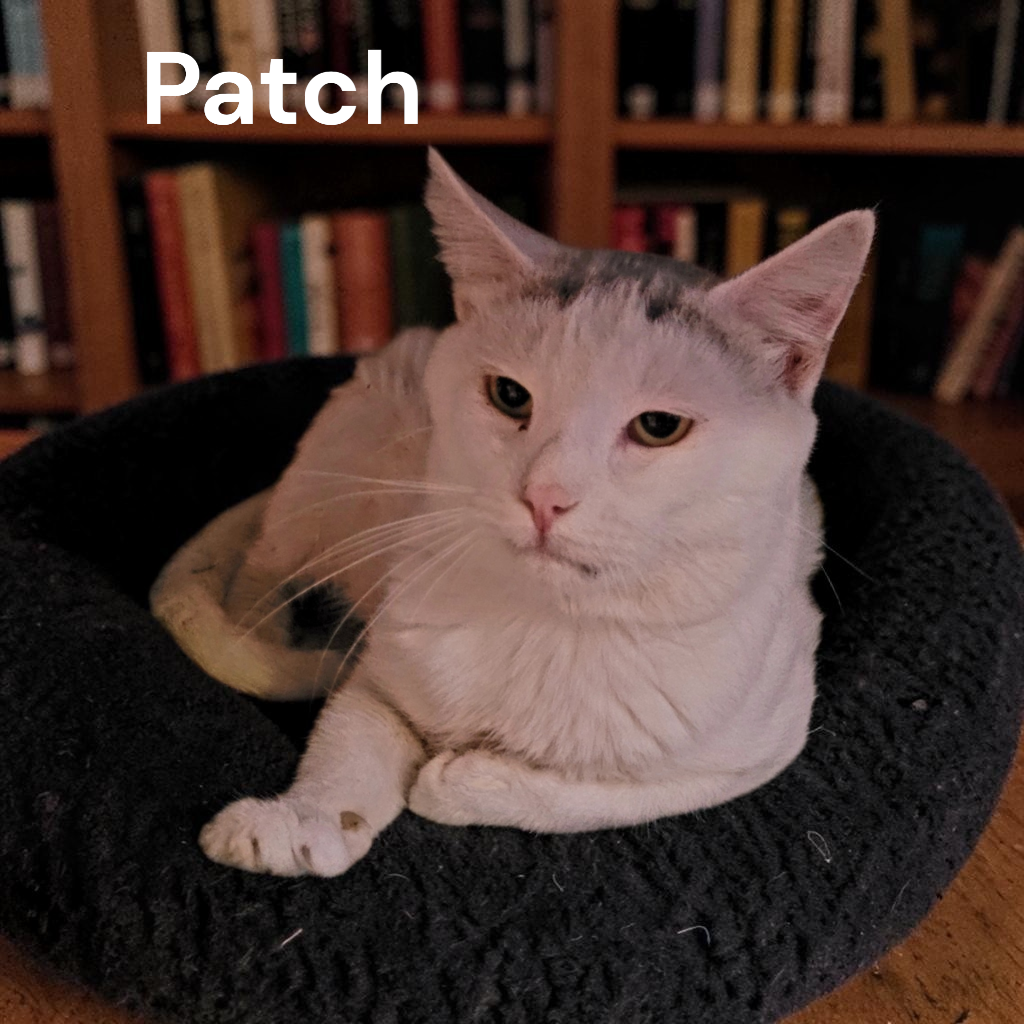 Patch, photo 3