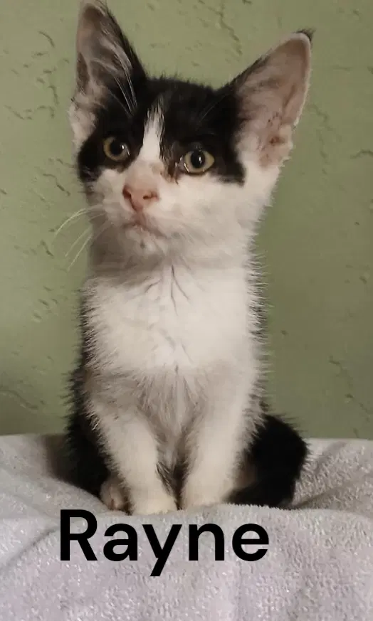 Rayne - Domestic Medium Hair