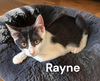 Rayne
