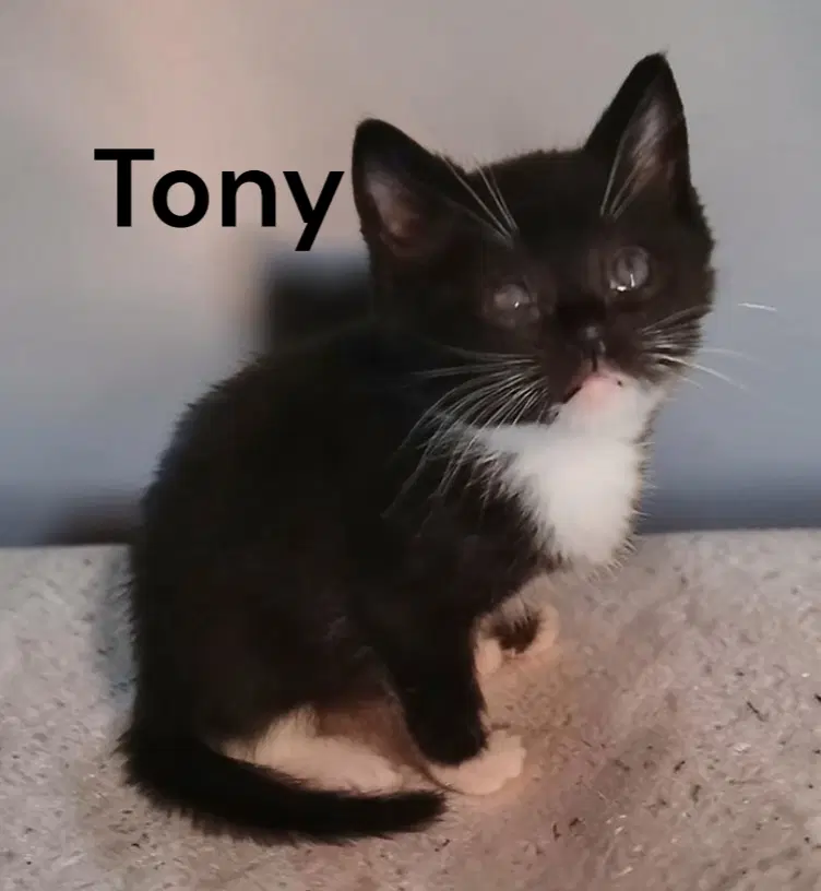 Tony image 2