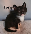 Tony
