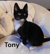 Tony